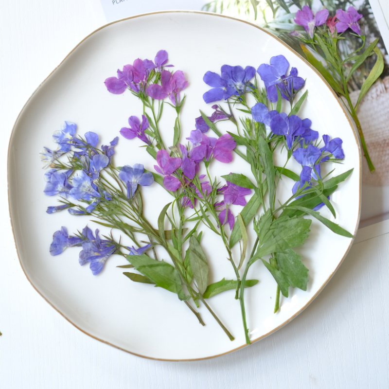 Resin Art And Jewelry - 6pcs/8-13cm,nature Lobelia Erinus Dried Pressed Flowers
