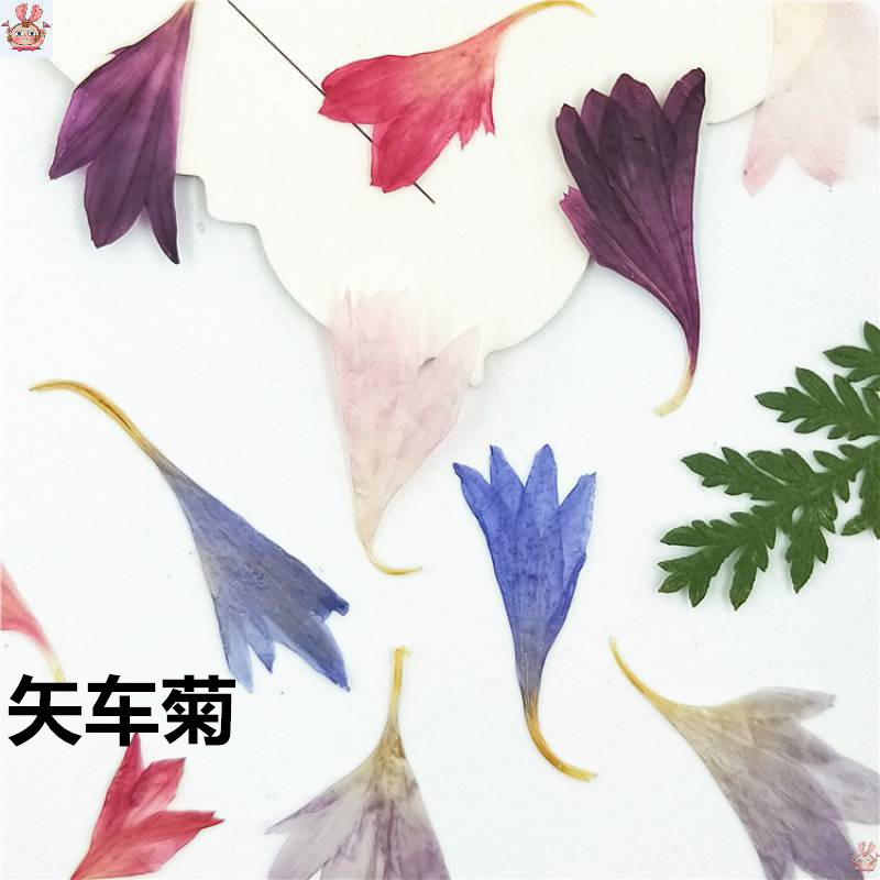 20 Plant Specimens, Cornflower - огляд і ціна Resin Art And Jewelry