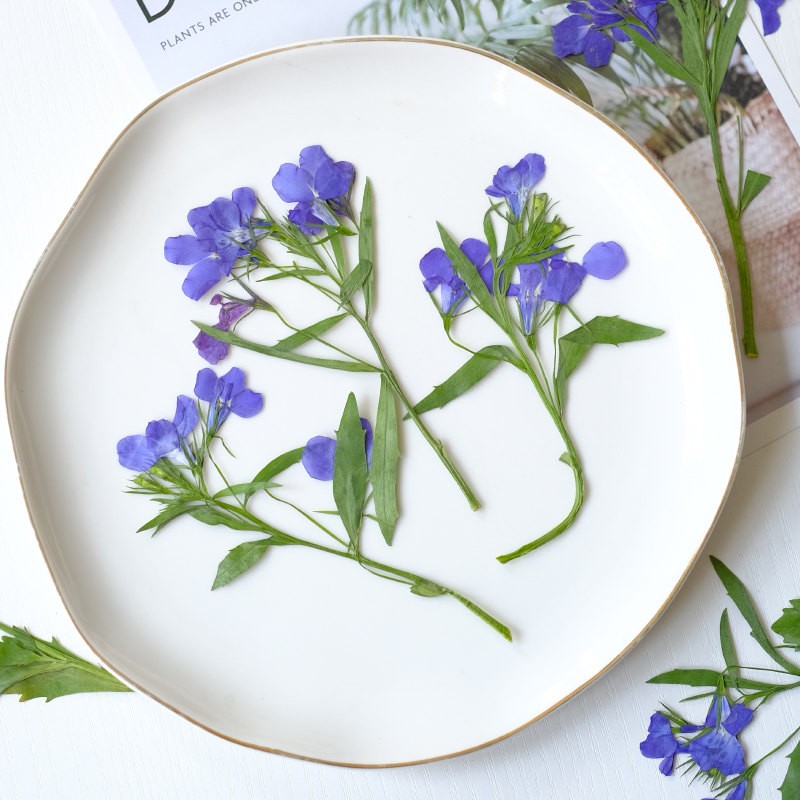 6pcs/8-13cm,nature Lobelia Eri - огляд і ціна Resin Art And Jewelry